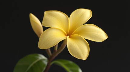 Pale Yellow Plumeria Flower Close-Up