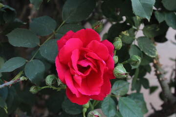 Close-up of a Blooming Red Rose