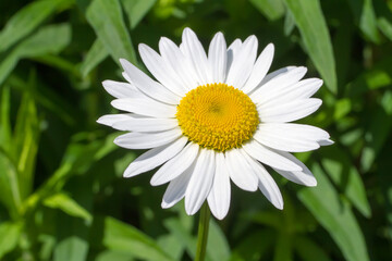 Obraz premium Close-up of a chamomile flower in nature. One natural chamomile flower.