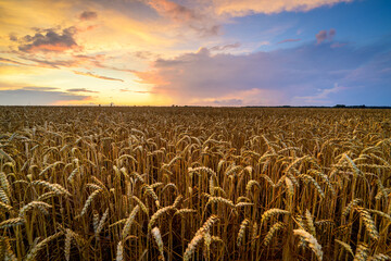 Beautiful summer sunset over wheat fields