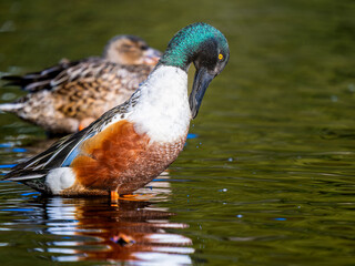 Fototapeta premium 水辺のハシビロガモ