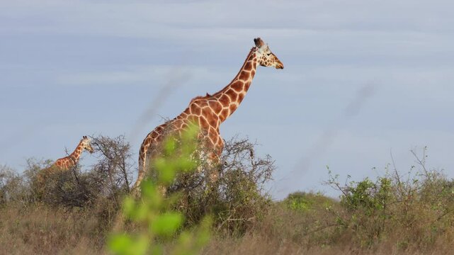 Very wide gimbal tracking of pair of Reticulated giraffe (Giraffa c. reticulata) walking in savannah in cloudy morning in Kenya