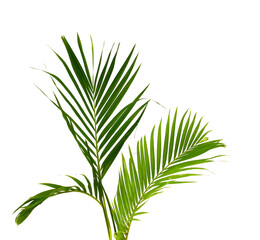 Palm leaves The green leaves of palm trees rests on white background.