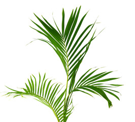 Palm leaves The green leaves of palm trees rests on white background. 