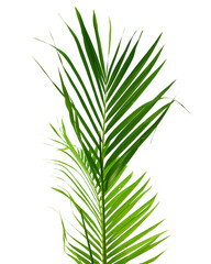 Palm leaves The green leaves of palm trees rests on white background.