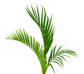 Palm leaves The green leaves of palm trees rests on white background.