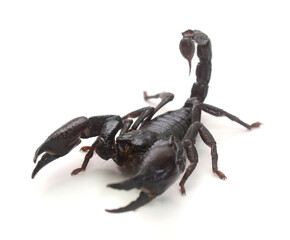 Emperor scorpion (Pandinus imperator) in studio, captive