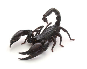 Image of scorpion on a white background,Thailand 
