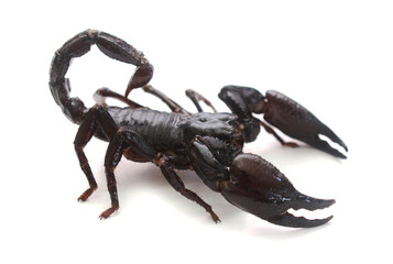 Image of scorpion on a white background,Thailand 