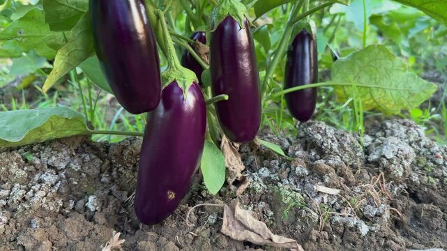 Closeup shot of shiny purple eggplant or brinjal growing in the field