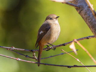 枝にとまるジョウビタキ・ジョビコ