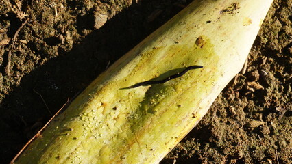 black worms walking on leaves