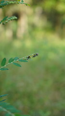 black ant life in nature