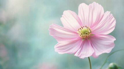 Delicate Pink Cosmos Flower in Soft Focus