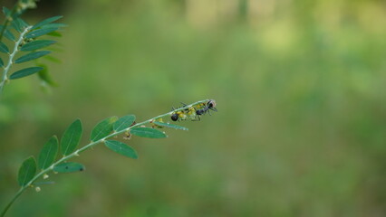 black ant life in nature