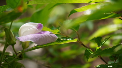 fresh pink butterfly pea flowers