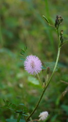fresh pink shy princess flower