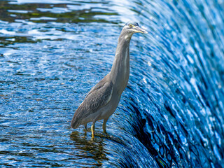 水辺のササゴイ