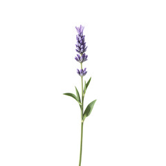 Obraz premium A high-resolution botanical illustration of a lavender stem with green leaves, isolated on a white background, botanical accuracy.