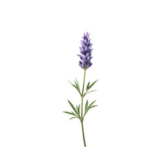 Obraz premium A high-resolution botanical illustration of a lavender stem with green leaves, isolated on a white background, botanical accuracy.