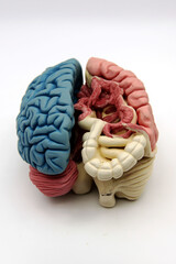 Gut brain axis. Visual representation of split anatomy featuring brain and intestine connections.