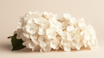 Elegant White Hydrangea Bouquet on Beige Background