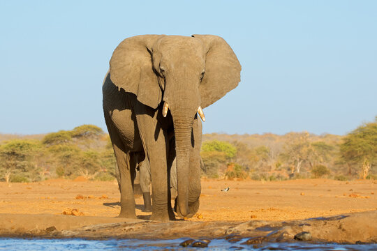 A large African elephant (Loxodonta africana) walking in natural habitat, Chobe National Park, Botswana.