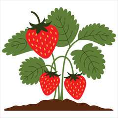Cartoon strawberry icon isolated on white. Sweet fruit vector, great for food branding, desserts, and healthy eating themes.
