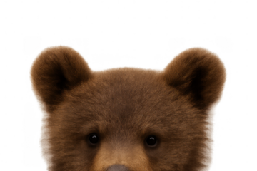Close-up of a brown bear cub's head emerging from a transparent background, creating a captivating and versatile image