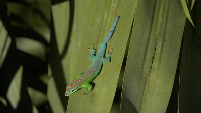 Blue tailed ornate day gecko endangered endemic species of Mauritius in natural habitat - unedited HLG 