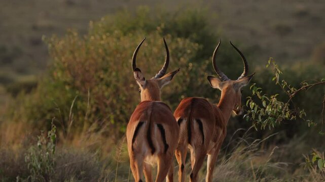 Wide gimbal parallax right to left of bachelor Impala (Aepyceros melampus) walking in tall grass savannah in sunrise in Kenya