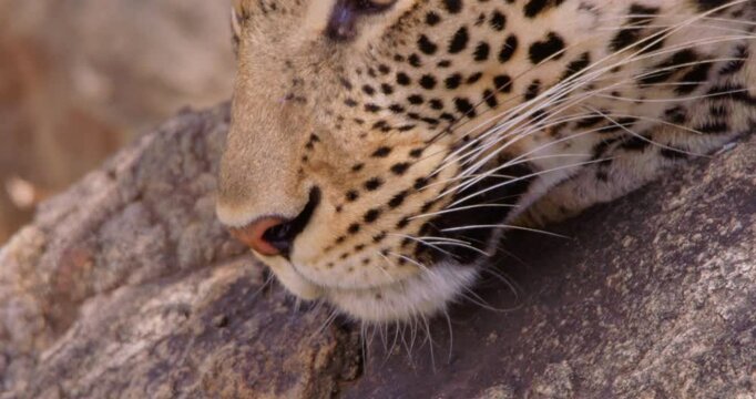 Extreme close-up of a Leopards (Panthera pardus) face resting on a rock in dry savannah grassland at midday in Kenya