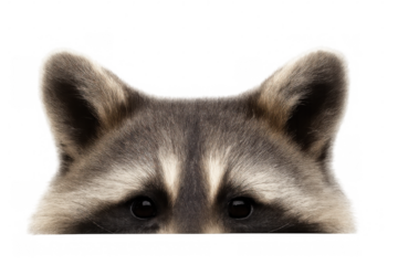 Raccoon curiously peering over white surface, highlighting playful nature against clean transparent backdrop