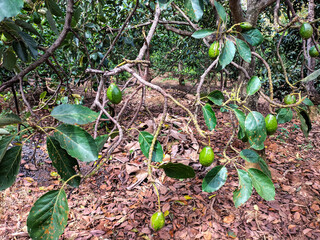 Closeup view of avocados, which bear large, shiny fruit with large trees and lush leaves, grow abundantly in front of the yard. Avocado plants or Alpukat or Persea americana.
