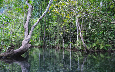 The river and greenery rainforest from boat view in Surat Thani, Thailand
