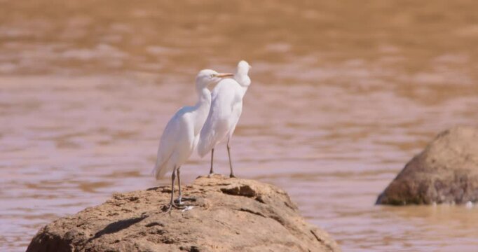Wide of Cattle Egrets (Bubulcus ibis) standing on a rock at a waterhole in the savannah grassland at midday in Kenya