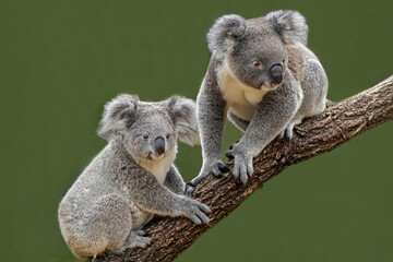Australian Koala's in captive situation