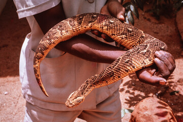 African Puff Adder being handled by a snake handler