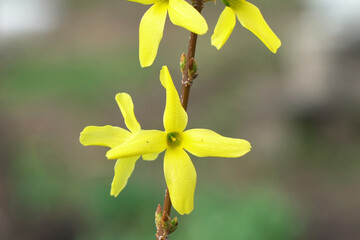 Yellow Forsythia Flowers in Bloom