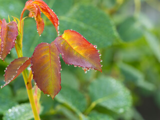 赤い葉に付いた水滴