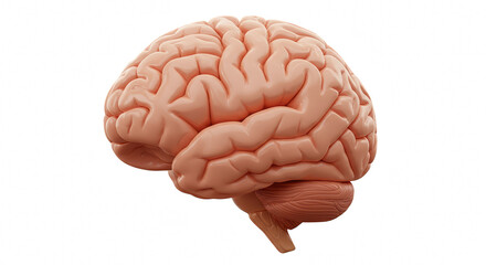 Human brain anatomy illustration