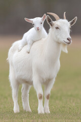 Obraz premium Mother Goat and Baby Goat in Nature