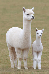 Obraz premium Adorable Alpaca Mother and Baby in a Field