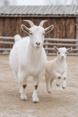 Obraz premium Adorable Baby Goat with its Mother