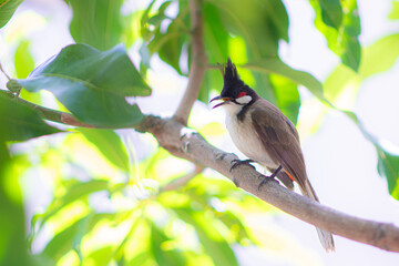 Red-whiskered bulbul , bird on a branch