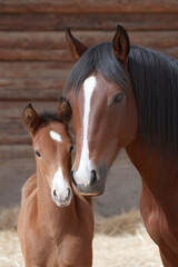 Naklejka premium Mother Horse and Foal Embrace