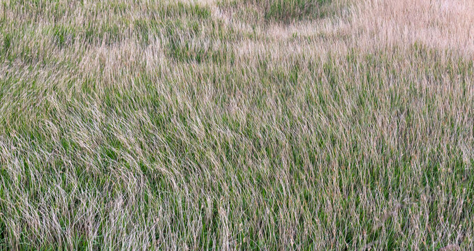 Field of tall, swaying green and golden grass under natural light