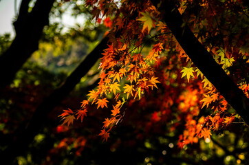 Japanese Maple Leaves Illuminated by Autumn Light