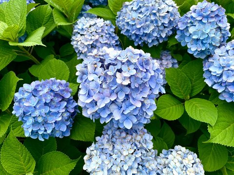 blue hydrangea flowers アジサイ