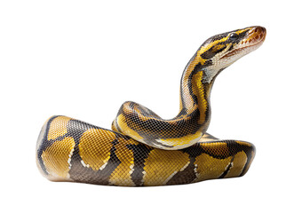 Fototapeta premium A ball python, sitting on the ground with its head raised and stretching upwards isolated on a transparent background